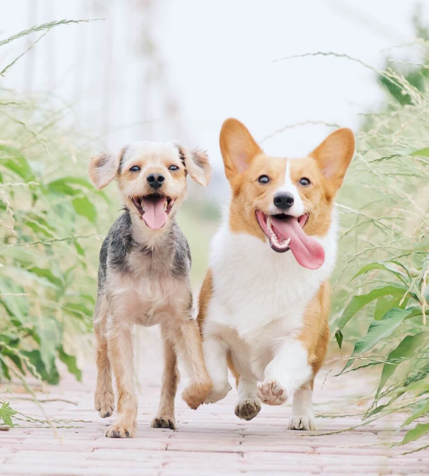 Cute dogs walking together