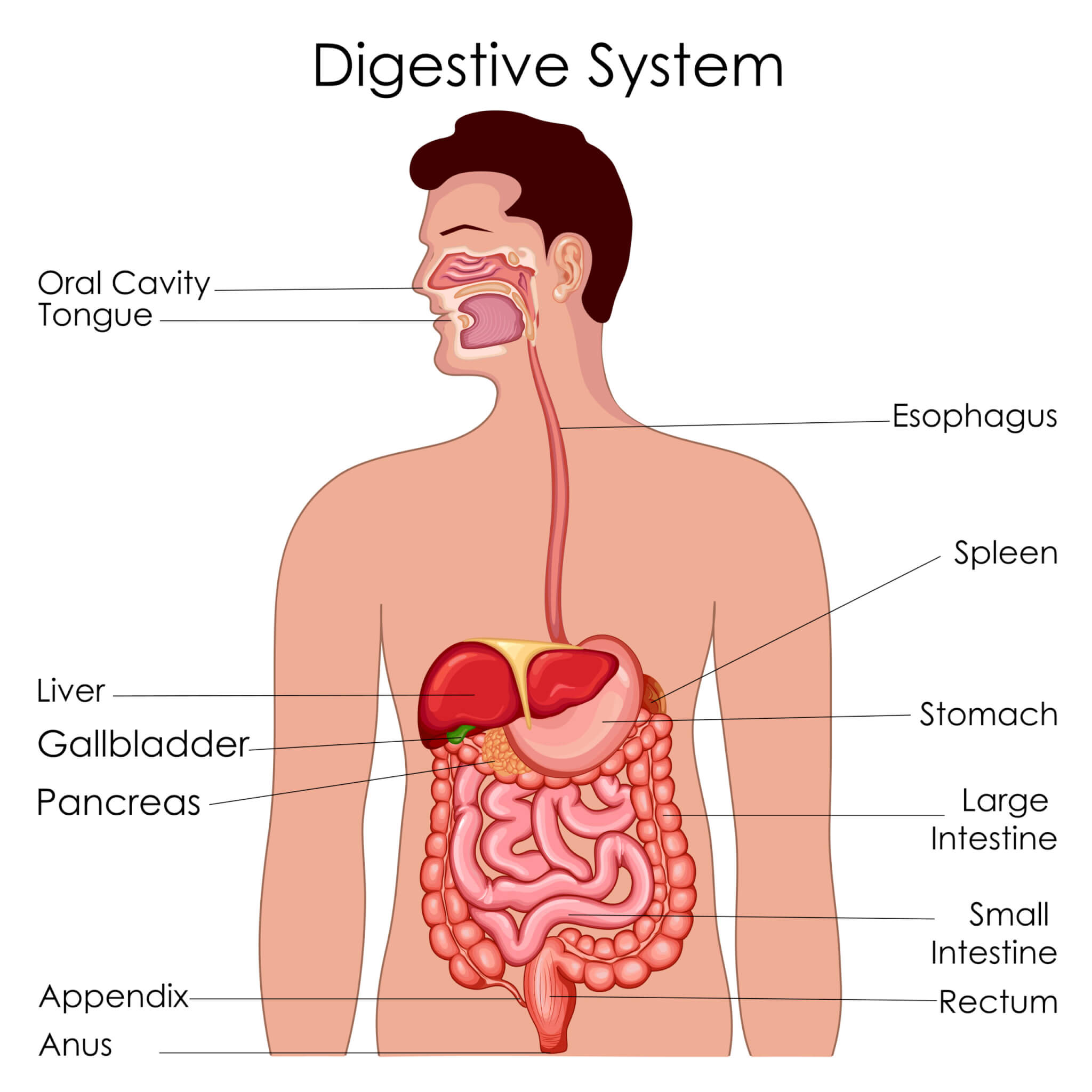 Anatomy of the digestive system.