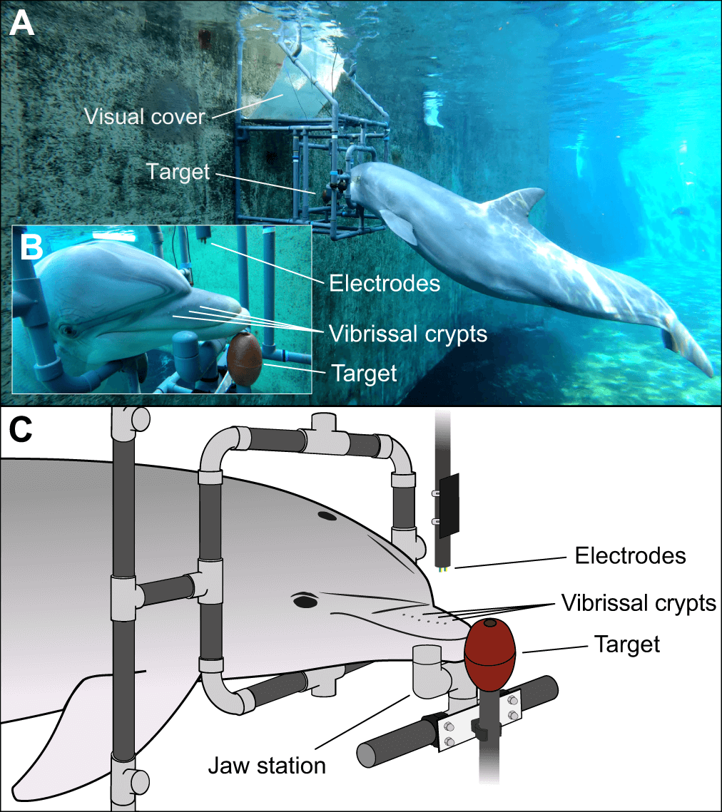Experimental setup for study demonstrating electroreception in bottlenose dolphins