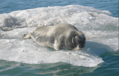 Erignathus Barbatus seal