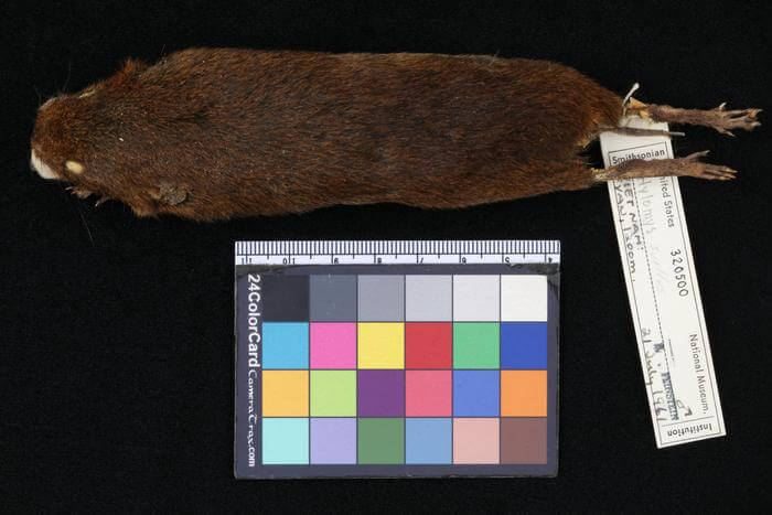 The museum specimen that scientists studied to describe the new soft-furred hedgehog species Hylomys macarong.