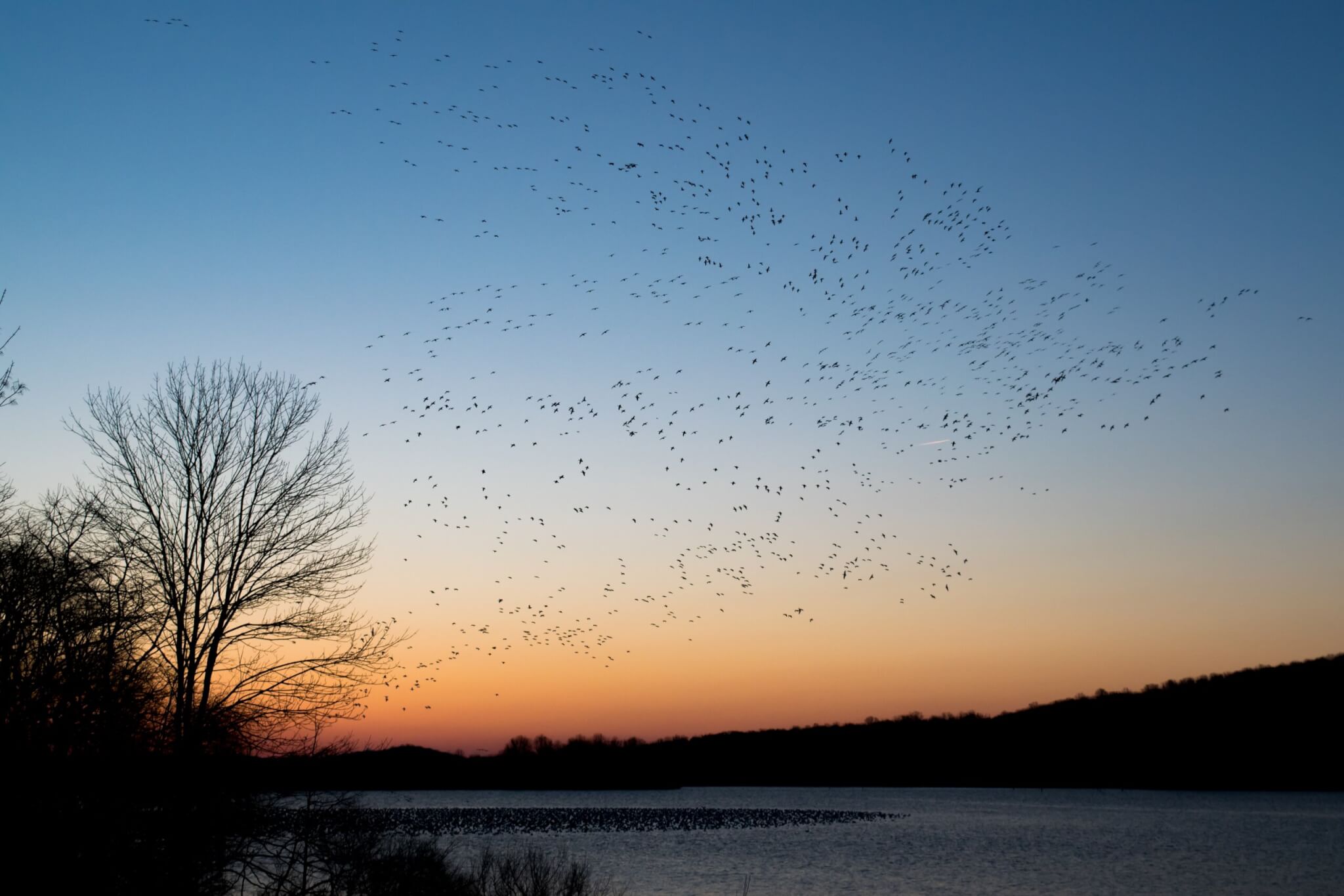 A large flock of migrating birds.