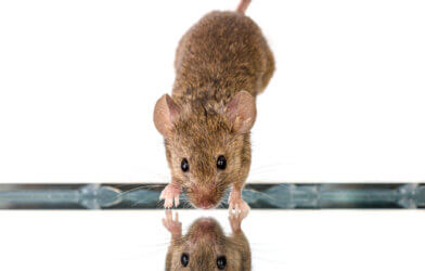 Tin house mouse (Mus musculus) jumping down onto mirror.
