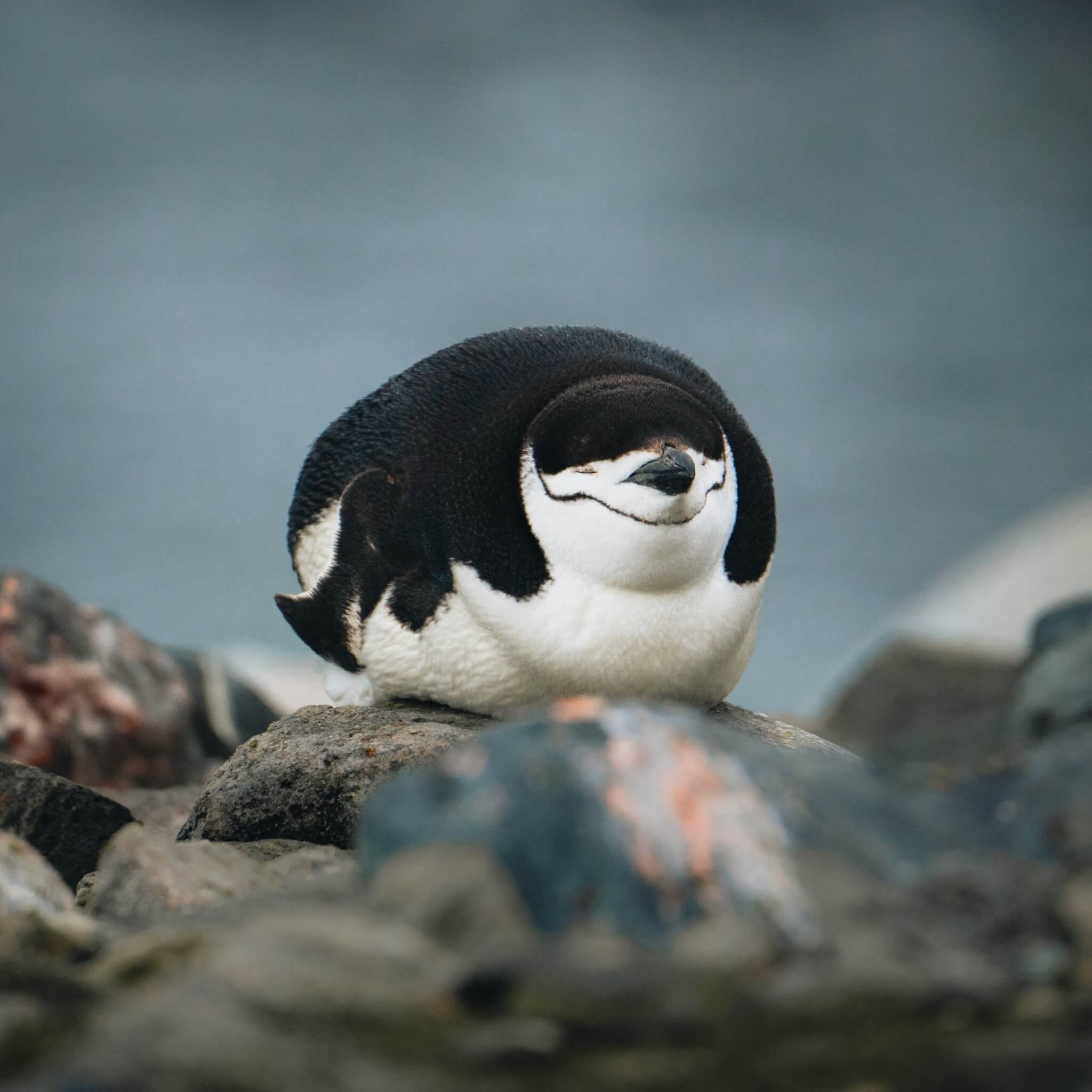 Sleeping Chinstrap penguin on a rocky beach in Antarctica. 