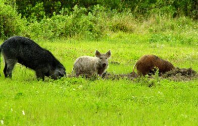 Feral hogs spotted in a field.