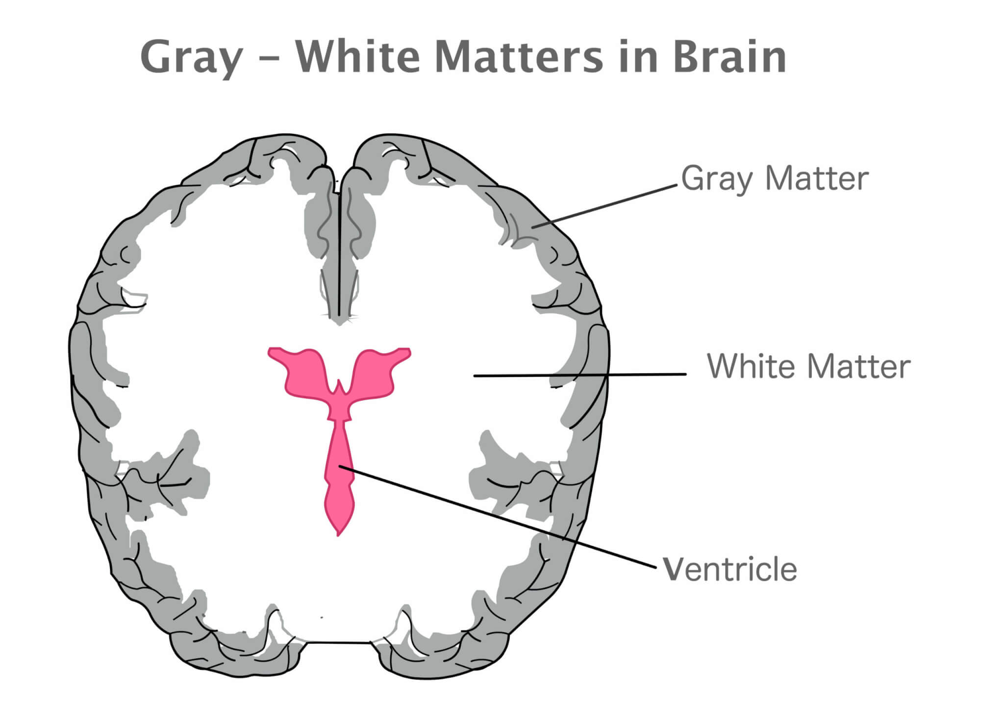 illustration of gray and white brain matter