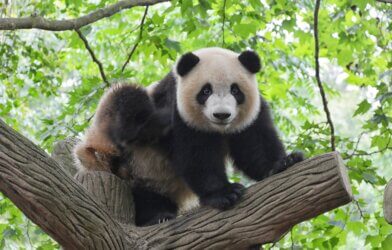 File photo of a panda