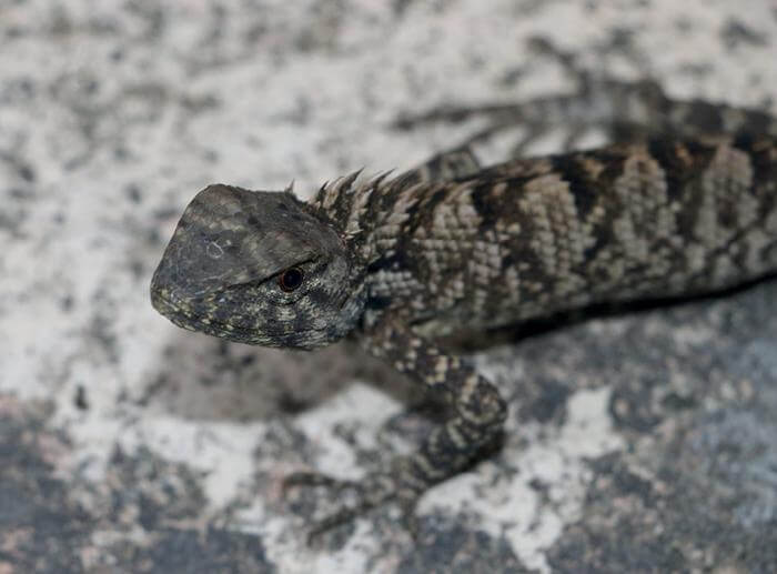 New species calotes wangi iguana