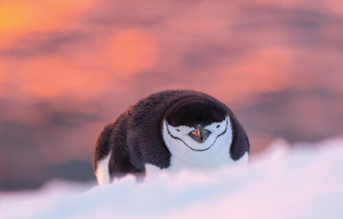 In the wild, chinstrap penguins (Pygoscelis antarcticus) sleep for an average of 4 seconds at a time