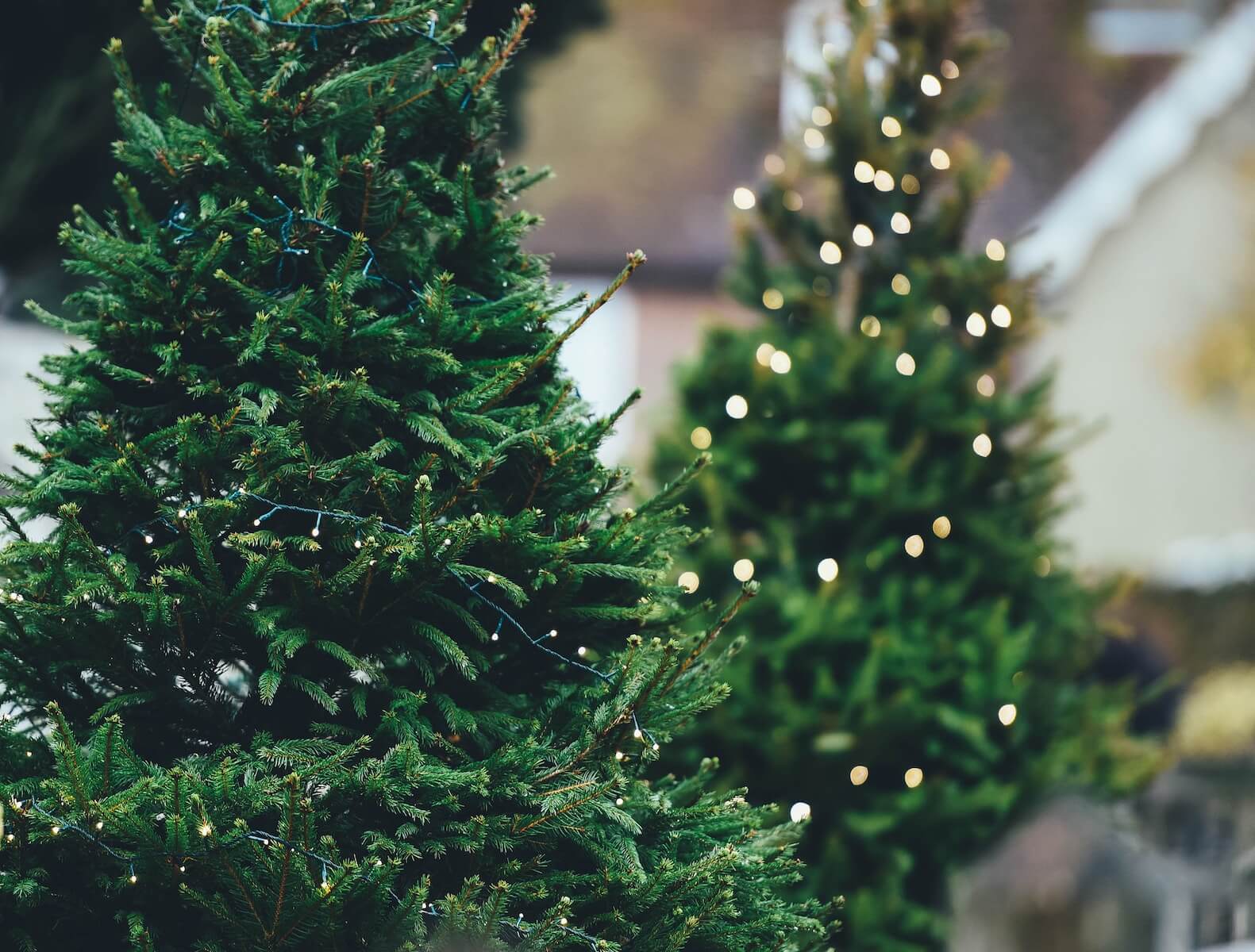 Christmas trees close-up