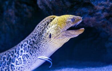 A Moray Eel enjoys the attention of a Cleaner Wrasse