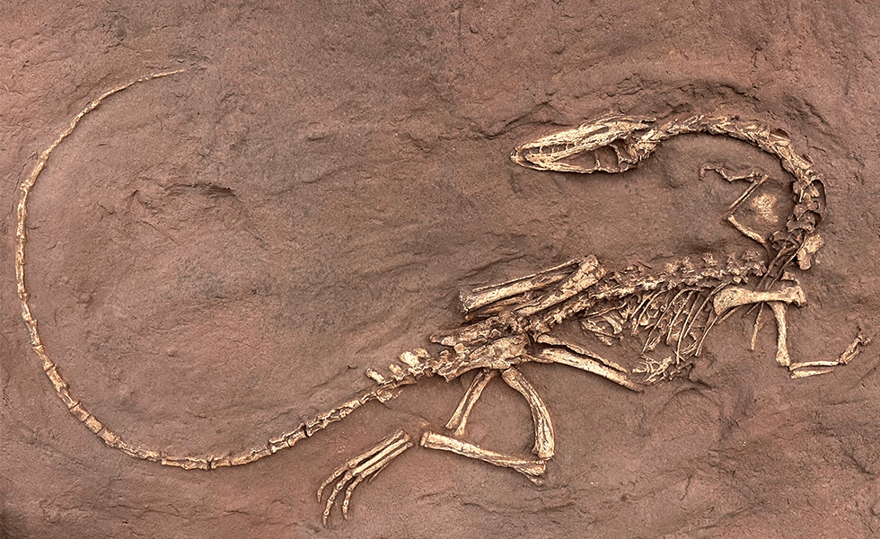 Skeleton of the early dinosaur Coelophysis bauri from the Late Triassic