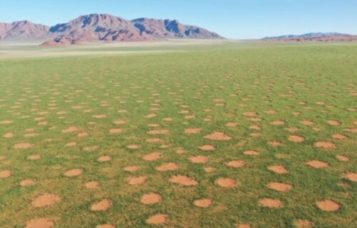 Pattern of fairy circles in the NamibRand Nature Reserve