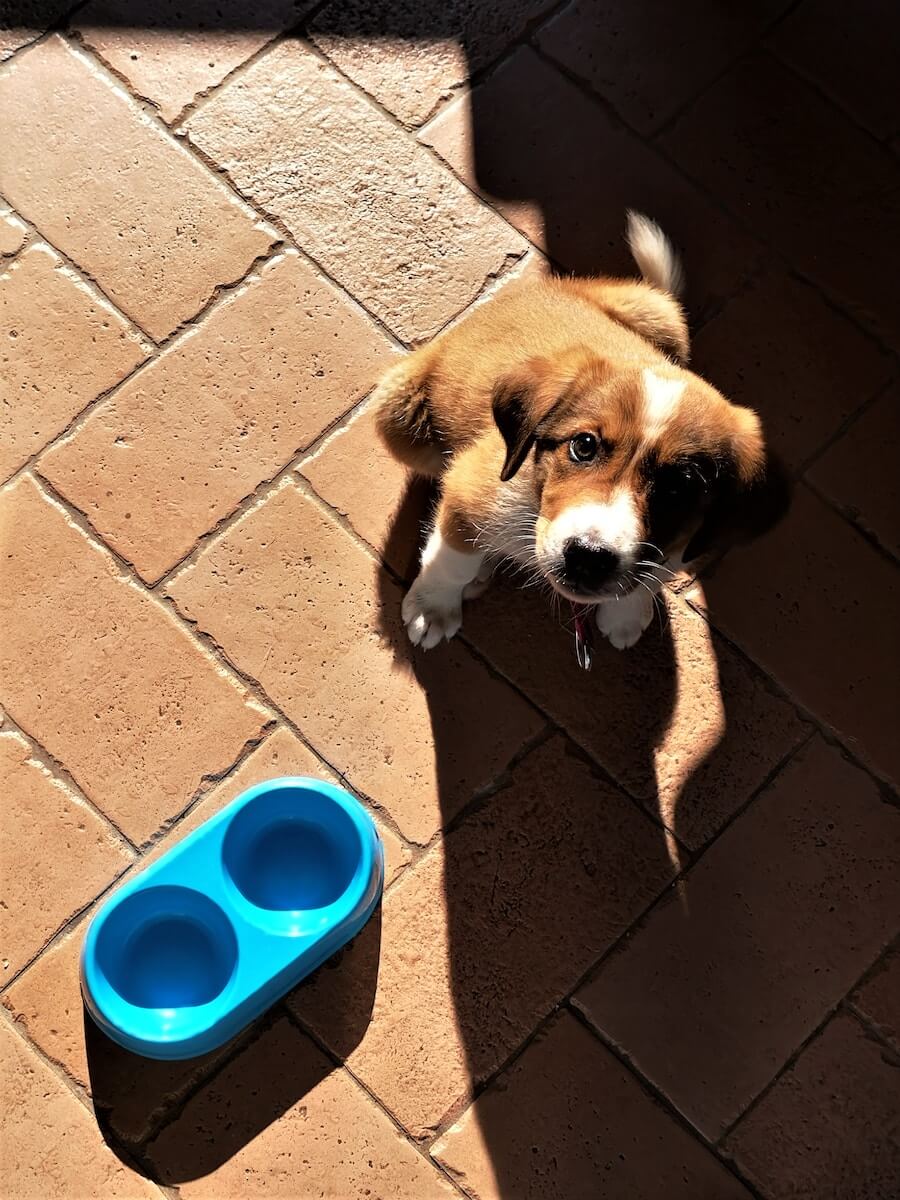 A puppy sitting by his food bowl 