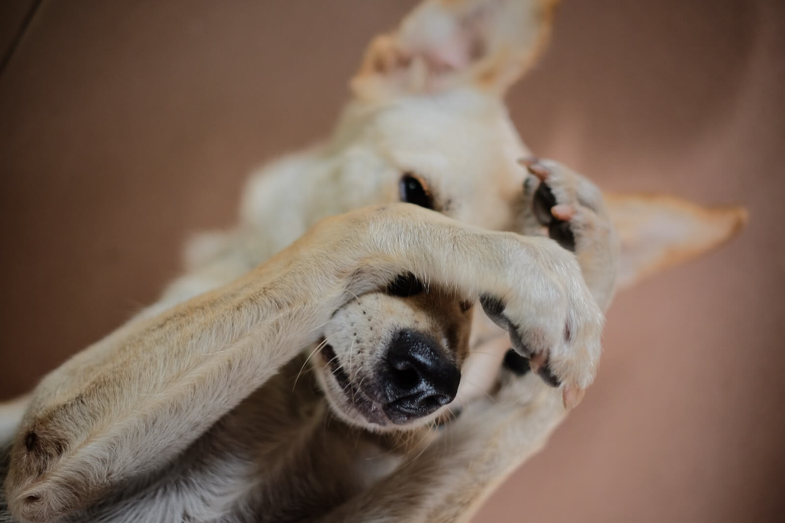 Shy dog covering her face photo by DACHENGZI LIANG on Unsplash