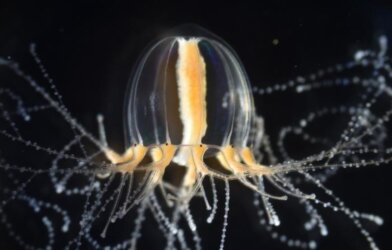 The jellyfish Cladonema pacificum exhibits branched tentacles that can robustly regenerate after amputation