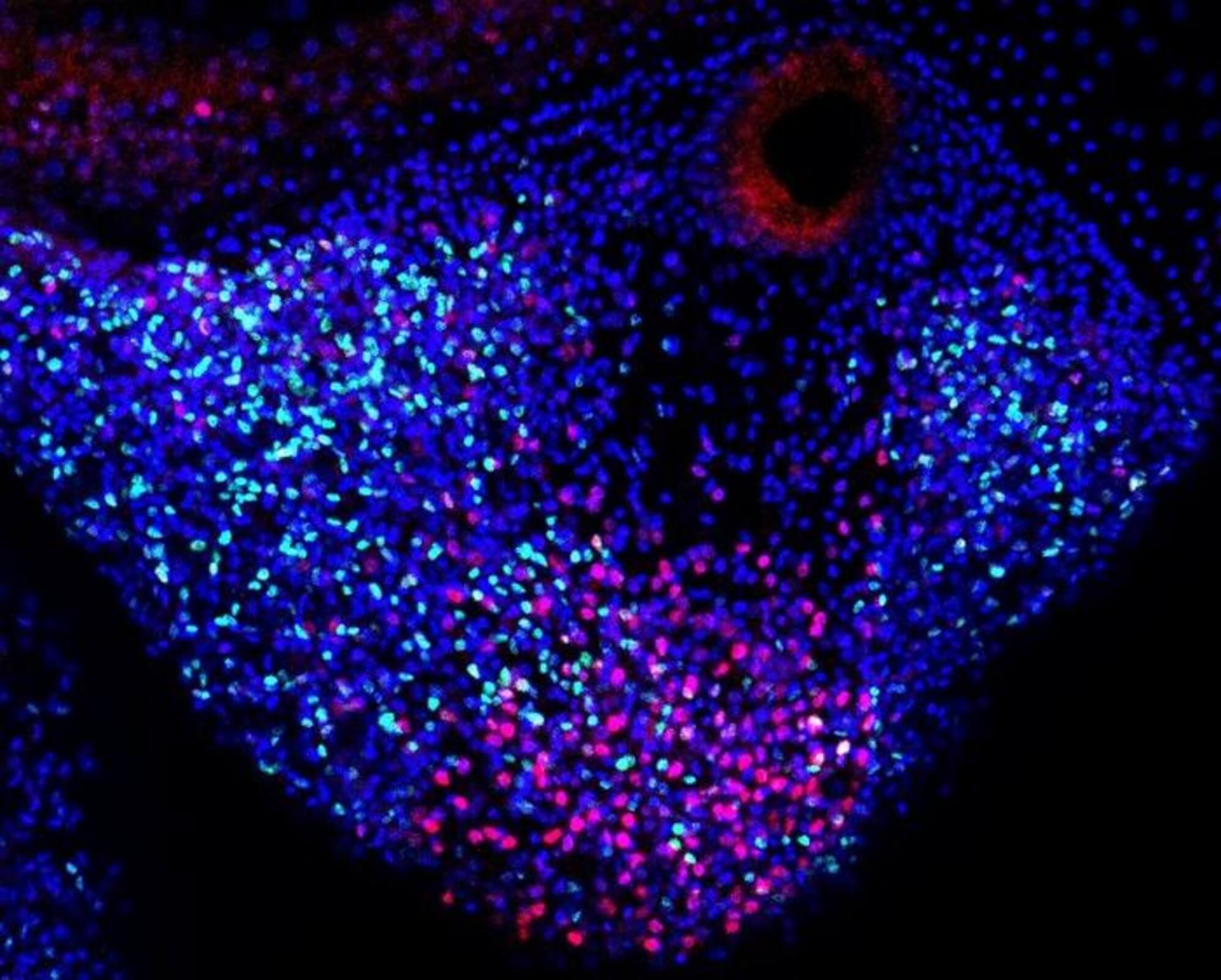 Resident stem cells (green) and repair-specific proliferative cells (red) contribute to tentacle regeneration in Cladonema