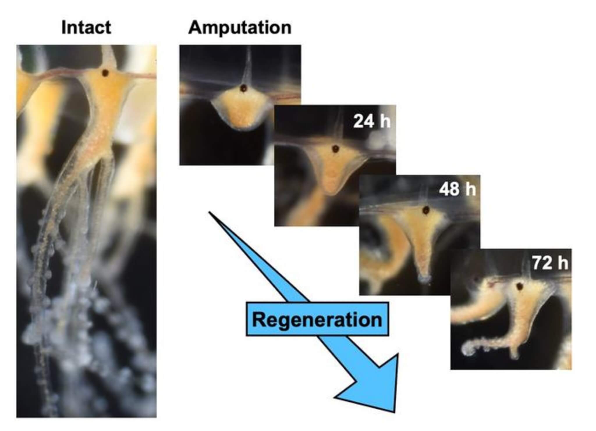 At 72 hours after amputation, the regenerating tentacle of Cladonema is fully functional