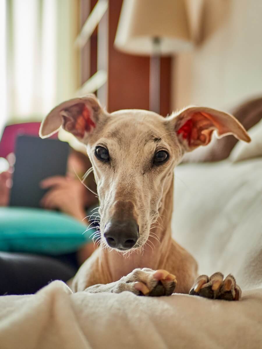 Short coated greyhound dog lying on couch photo by Juan Gomez on Unsplash
