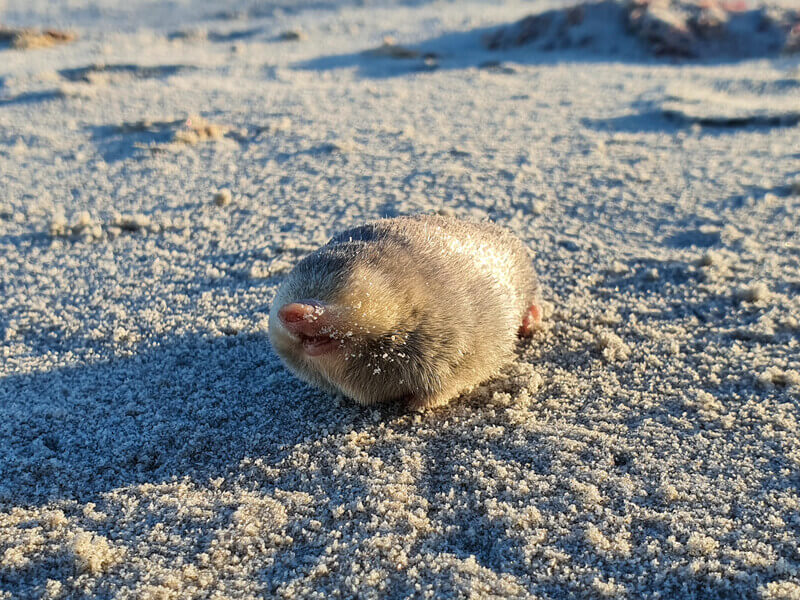 De Winton's Golden Mole, a blind mole that lives beneath the sand and has sensitive hearing that can detect vibrations from movement above the surface