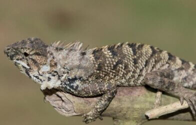 new iguana species
