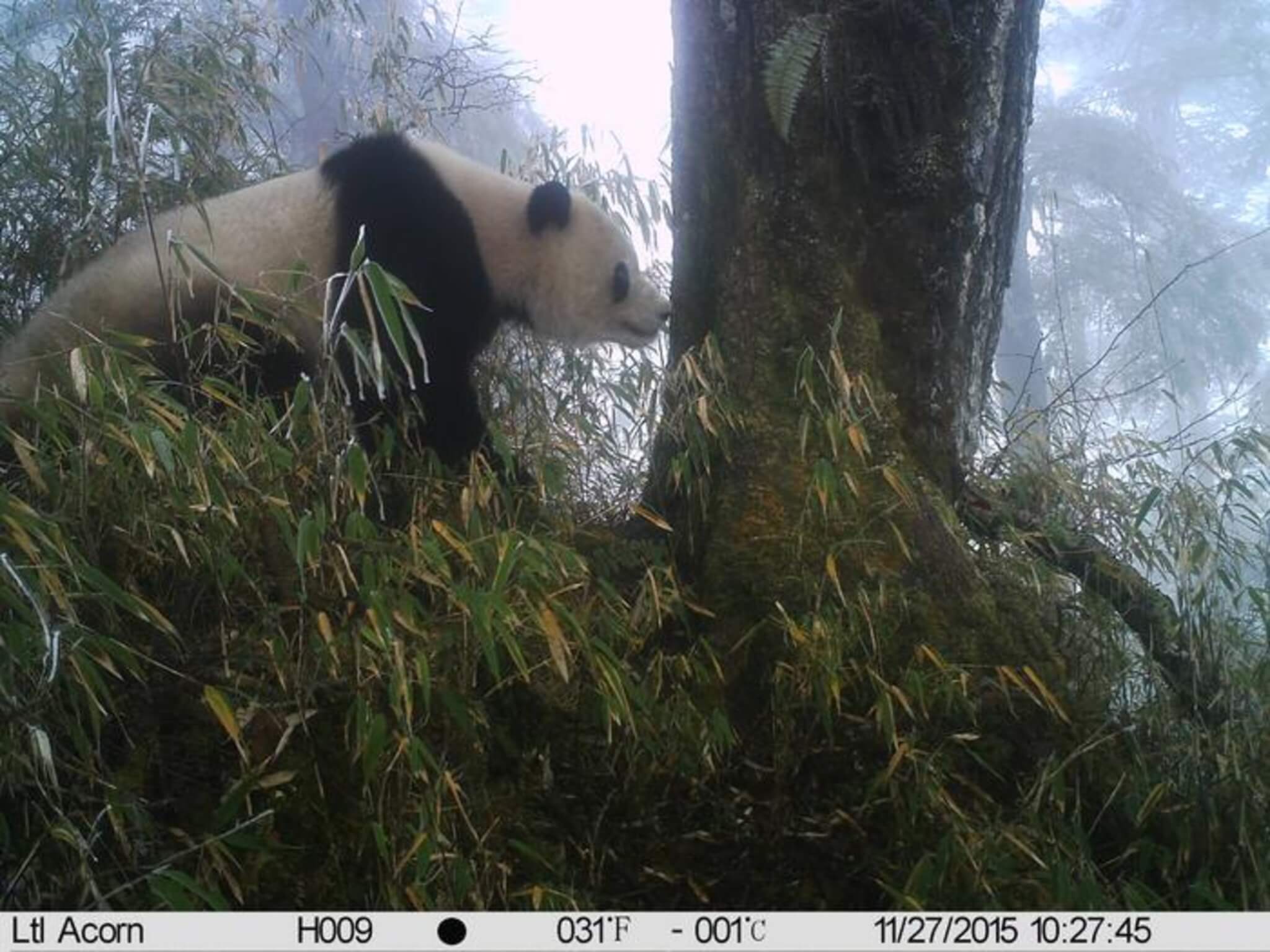 A giant panda in the Wolong Nature Reserve in China's Szechuan Province checks on recent social postings on a scent-marking tree