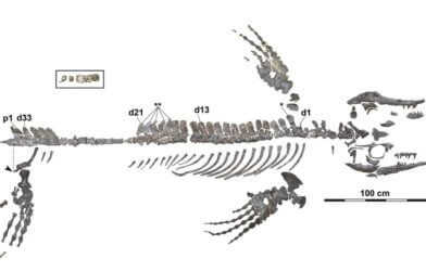 A mosasaur discovered in Japan was the most complete skeleton ever found in Japan or the northwestern Pacific