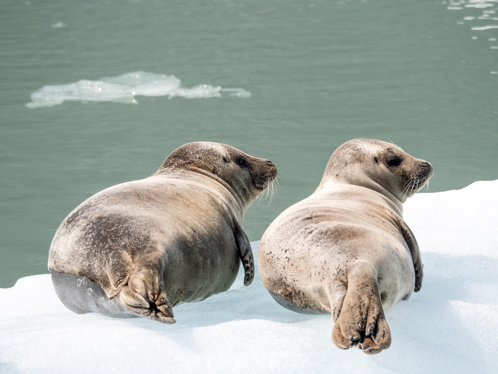 two seals on ice cap