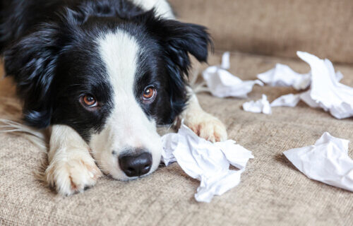 A Border Collie that ripped up paper