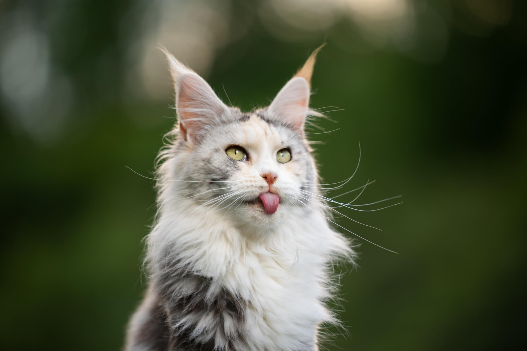 A white outdoor Maine Coon cat