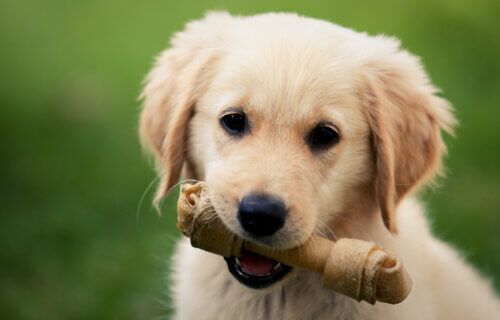 A Golden Retriever puppy with a bone