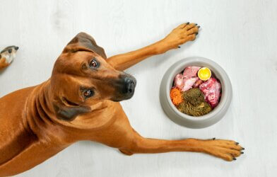 A dog with a bowl of homemade dog food