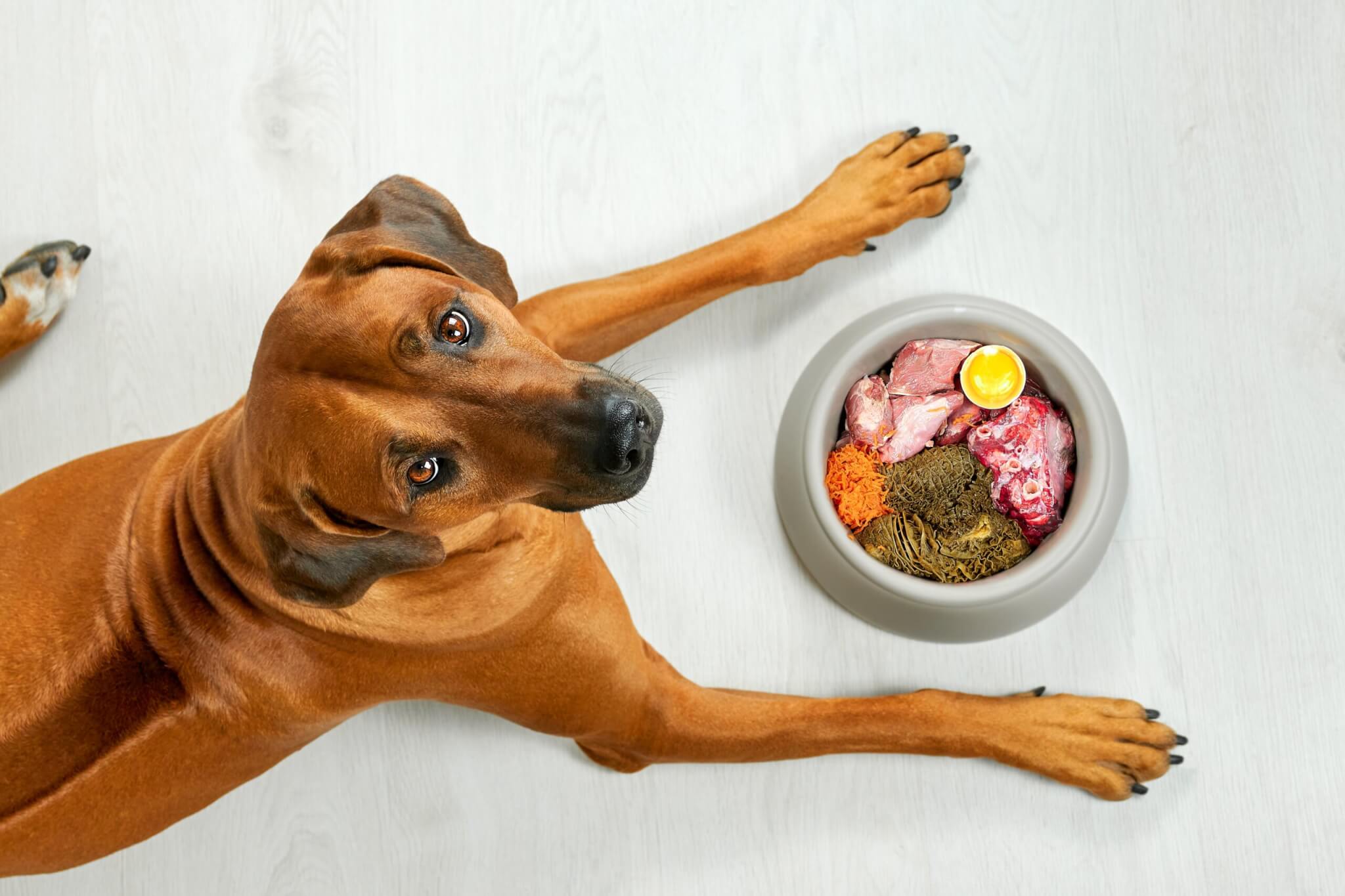 A dog with a bowl of homemade dog food