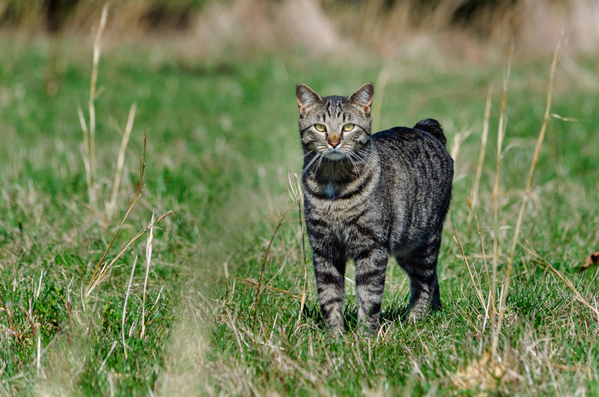 Manx cat in a field