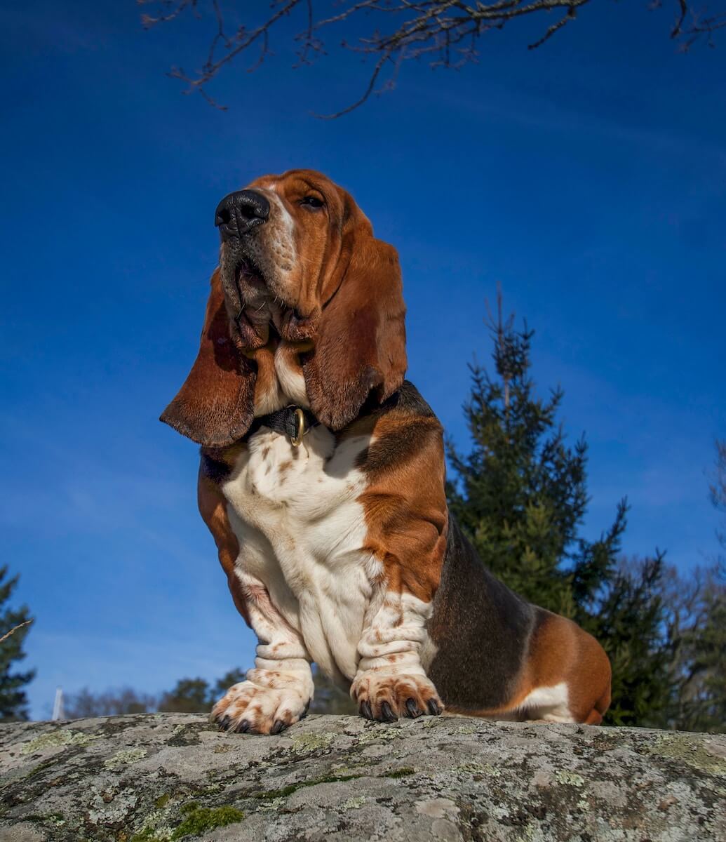 Basset Hound perched on a rock