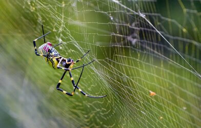 yellow and black spider in its web