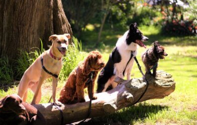 shallow focus photo of dogs on tree log