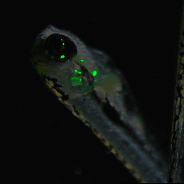 DNA of zebrafish larvae have been modified (shown in green) by the electricity from the eel