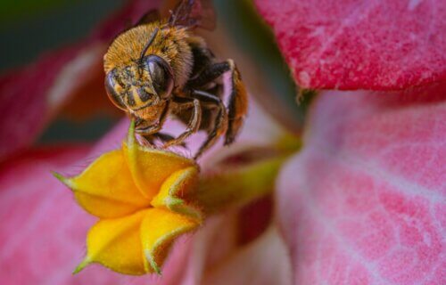 A closeup of a bee on a flower