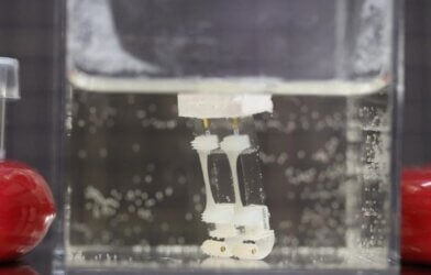 Two-legged biohybrid robot