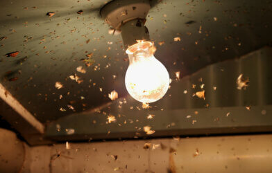 Insects and bugs flying around a lightbulb