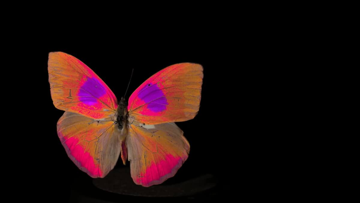 Museum specimen of a Phoebis philea butterfly in avian RNL false colors.