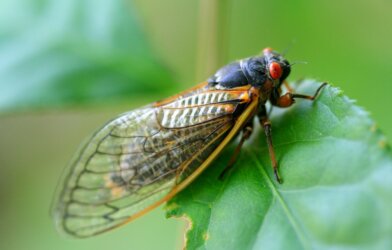 a close up of a cicada on a leaf