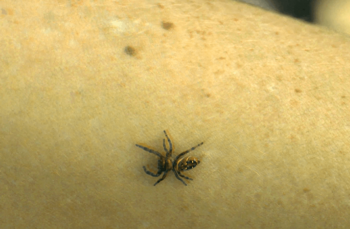 Image of small (unidentified) jumping spider in honeybee false colors 