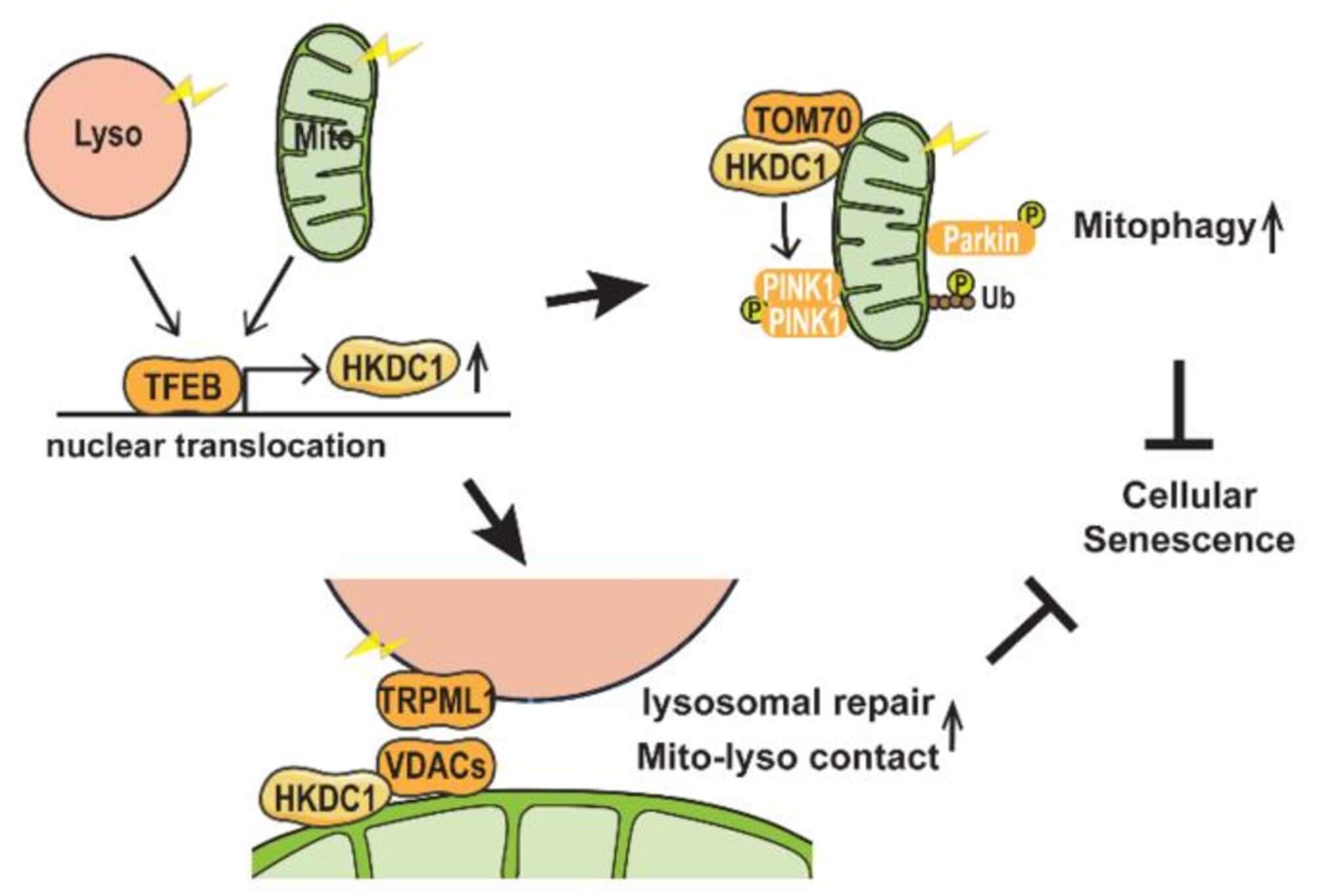 Both mitochondrial and lysosomal stress stimulate TFEB nuclear translocation, followed by increased HKDC1 expression