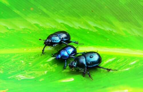 three black beetles on green leaf