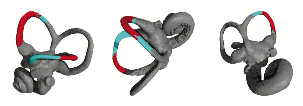 Three different views of the reconstructed inner ear of Lufengpithecus