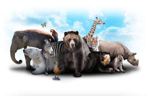 Collection of endangered species
