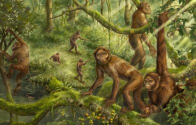Reconstruction of the locomotor behavior and paleoenvironment of Lufengpithecus.