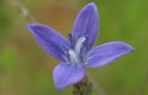 the flower Oldenlandia affinis